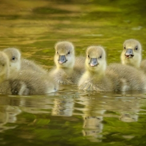 Redwell 02 05 2017 (30 Of 124).jpg